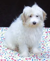 Sage, a male Maltipoo for sale in Paterson, NJ – 5 of 10
