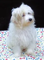 Sage, a male Maltipoo for sale in Paterson, NJ – 10 of 10