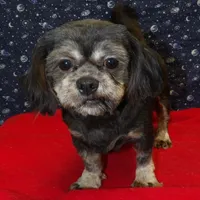 Cherry , a female Shih Tzu for sale in Paterson, NJ – Photo 3 of 5