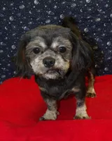 Cherry , a female Shih Tzu for sale in Paterson, NJ – Photo 3 of 5