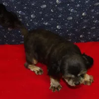 Cherry , a female Shih Tzu for sale in Paterson, NJ – Photo 4 of 5