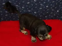 Cherry , a female Shih Tzu for sale in Paterson, NJ – Photo 4 of 5