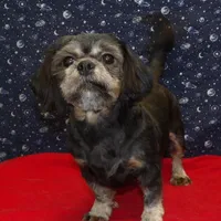 Cherry , a female Shih Tzu for sale in Paterson, NJ – Photo 2 of 5