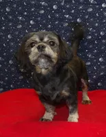 Cherry , a female Shih Tzu for sale in Paterson, NJ – Photo 2 of 5