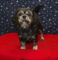 Cherry , a female Shih Tzu for sale in Paterson, NJ – Photo 1 of 5