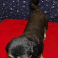 Cherry , a female Shih Tzu for sale in Paterson, NJ – Photo 5 of 5