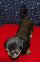 Cherry , a female Shih Tzu for sale in Paterson, NJ – Photo 5 of 5