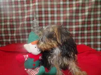 Stacy, a female Yorkshire Terrier for sale in Paterson, NJ – Photo 5 of 5