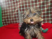 Stacy, a female Yorkshire Terrier for sale in Paterson, NJ – Photo 3 of 5