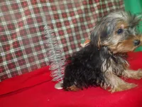 Stacy, a female Yorkshire Terrier for sale in Paterson, NJ – Photo 4 of 5