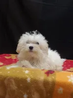Saint , a male Maltipoo for sale in Paterson, NJ – 1 of 5
