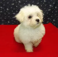 Macho, a male Maltese for sale in Paterson, NJ – Photo 3 of 6