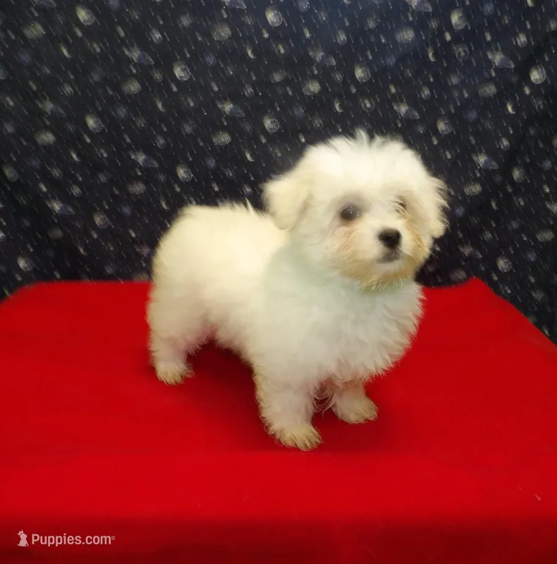 Macho – Maltese puppy for sale in Paterson, NJ