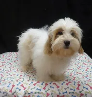 Jacky , a female Shihpoo for sale in Paterson, NJ – 5 of 5