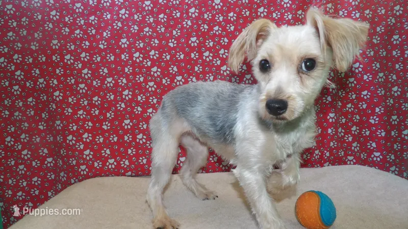 Baddie, a female Yorkshire Terrier for sale in Paterson, NJ – Photo 1 of 4