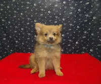 Mallard, a male Pomeranian for sale in Paterson, NJ – Photo 4 of 4