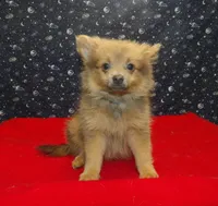 Mallard, a male Pomeranian for sale in Paterson, NJ – Photo 1 of 4