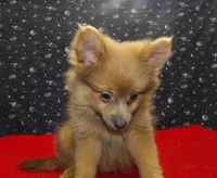 Mallard, a male Pomeranian for sale in Paterson, NJ – Photo 3 of 4
