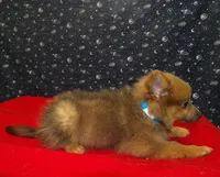 Mallard, a male Pomeranian for sale in Paterson, NJ – Photo 2 of 4