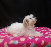 Sage, a female Maltipoo for sale in Paterson, NJ – 3 of 5