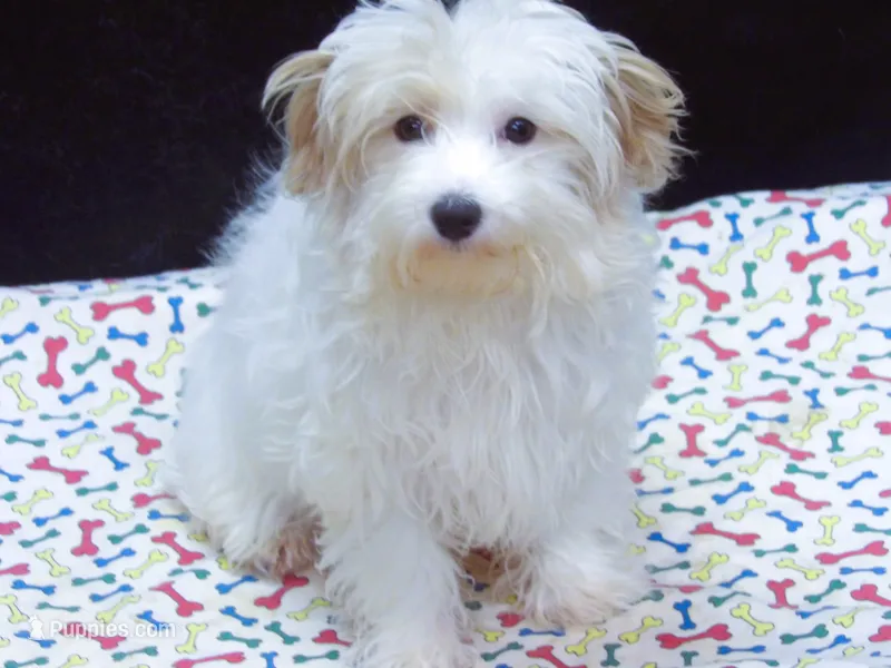 Sage – Maltipoo puppy for sale in Paterson, NJ