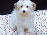 Sage, a male Maltipoo for sale in Paterson, NJ – 1 of 10