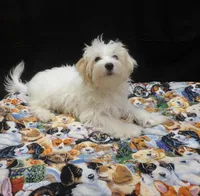Saxen, a female Maltipoo for sale in Paterson, NJ – 2 of 5