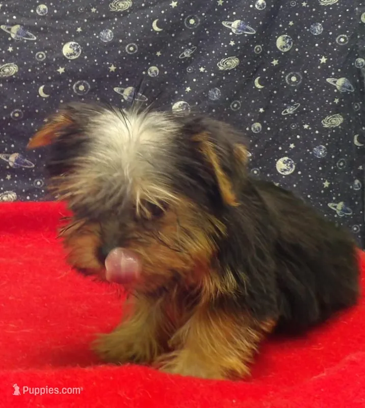 Amy – Yorkshire Terrier puppy for sale in Paterson, NJ