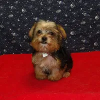  Fiona, a female Yorkshire Terrier for sale in Paterson, NJ – Photo 1 of 6