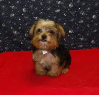  Fiona, a female Yorkshire Terrier for sale in Paterson, NJ – Photo 1 of 6