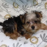  Fiona, a female Yorkshire Terrier for sale in Paterson, NJ – Photo 3 of 6