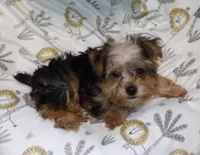  Fiona, a female Yorkshire Terrier for sale in Paterson, NJ – Photo 3 of 6