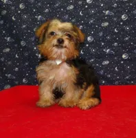  Fiona, a female Yorkshire Terrier for sale in Paterson, NJ – Photo 4 of 6