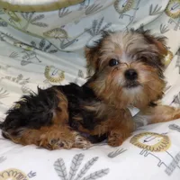  Fiona, a female Yorkshire Terrier for sale in Paterson, NJ – Photo 6 of 6