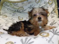  Fiona, a female Yorkshire Terrier for sale in Paterson, NJ – Photo 6 of 6