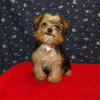  Fiona, a female Yorkshire Terrier for sale in Paterson, NJ – Photo 5 of 6