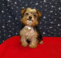 Fiona, a female Yorkshire Terrier for sale in Paterson, NJ – Photo 5 of 6