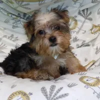 Fiona, a female Yorkshire Terrier for sale in Paterson, NJ – Photo 2 of 6