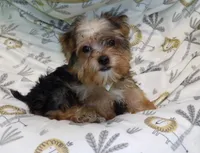  Fiona, a female Yorkshire Terrier for sale in Paterson, NJ – Photo 2 of 6