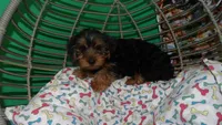 Shelly, a female Yorkshire Terrier for sale in Paterson, NJ – Photo 1 of 4