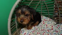 Shelly, a female Yorkshire Terrier for sale in Paterson, NJ – Photo 3 of 4