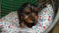 Shelly, a female Yorkshire Terrier for sale in Paterson, NJ – Photo 2 of 4