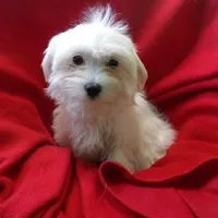 Jadore, a female Maltese for sale in Paterson, NJ – Photo 3 of 4