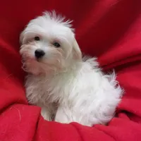 Jadore, a female Maltese for sale in Paterson, NJ – Photo 4 of 4