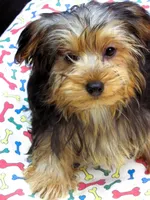 Sally, a female Yorkshire Terrier for sale in Paterson, NJ – 6 of 10