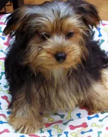 Sally, a female Yorkshire Terrier for sale in Paterson, NJ – 4 of 10