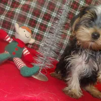 Alex, a male Yorkshire Terrier for sale in Paterson, NJ – Photo 1 of 5