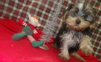 Alex, a male Yorkshire Terrier for sale in Paterson, NJ – Photo 1 of 5