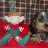 Alex, a male Yorkshire Terrier for sale in Paterson, NJ – Photo 3 of 5