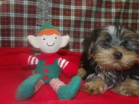 Alex, a male Yorkshire Terrier for sale in Paterson, NJ – Photo 3 of 5